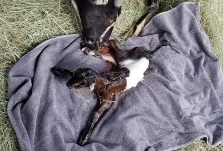 Umbilical Cord Care: Avoiding Joint Ill in Goats